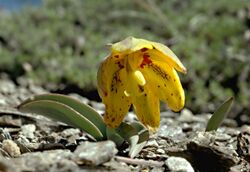 Fritillaria glauca (Siskiyou fritillary) (32431276466).jpg