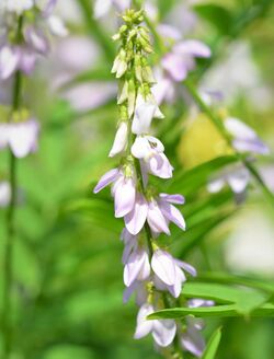 Galega officinalis 1997 Detail.jpg