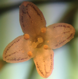 Galium mollugo Flower Photo.png
