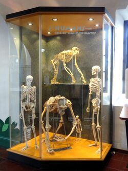 Gigantopithecus blacki, model - San Diego Museum of Man - DSC06889 02.JPG