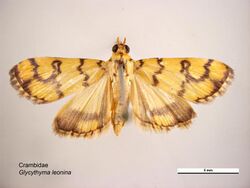 Glycythyma leonina dorsal.jpg