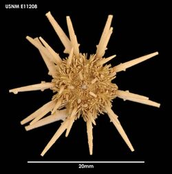 Goniocidaris umbraculum (USNM E11208) 002.jpeg
