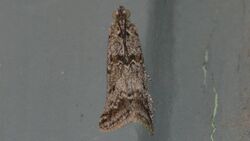 Hulstia undulatella – Sugarbeet Crown Borer Moth (ID thanks to Tomas Mustelin) (14428348310).jpg