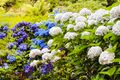 Hydrangea flower summer garden.jpg