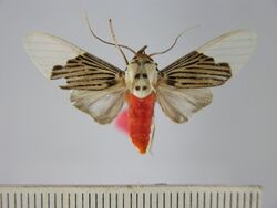 Ischnognatha leucapera.JPG