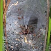 Agelena labyrinthica female in web