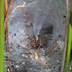 Labyrinth spider (Agelena labyrinthica) female in web funnel.jpg