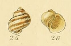 Lacuna puteolus (Sowerby).jpg