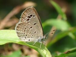 Lesser Grass Blue Zizina otis 2 by kadavoor.jpg