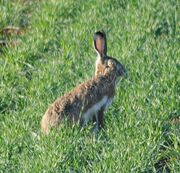 Brown hare