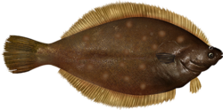 An image of the brown oval-shaped upperside of the yellowtail flounder