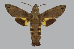 Macroglossum aquila BMNHE272665 male up.jpg