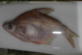 A preserved Black Amur bream fish in a glass container