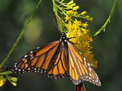 Monarch butterfly on goldenrod flower