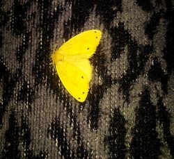 Moth sp. at Bakamuna, Sri Lanka--.jpg