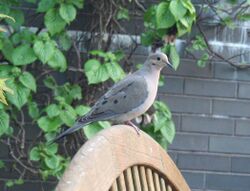 Mourning dove (Zenaida macroura).JPG