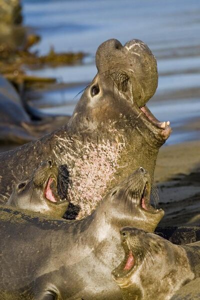 File:Northern Elephant Seal, San Simeon.jpg