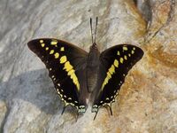 Open wing position of Charaxes solon Fabricius, 1793 – Black Rajah.jpg
