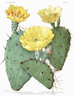 Opuntia14 filtered.jpg