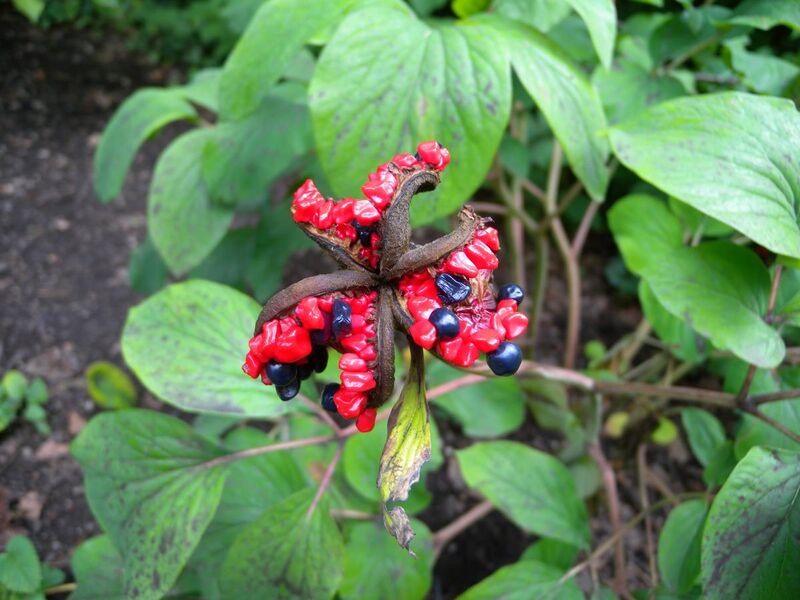 File:Paeonia wittmanniana Fruits BOGA.jpg