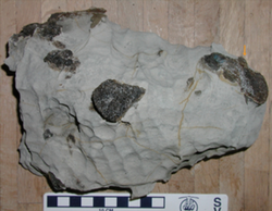 Paralitherizinosaurus holotype block.png