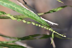 Parsonsia eucalyptophylla DSC 1184 (15412155571).jpg