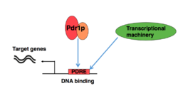 Pdr1p and Transcripton Schematic.png