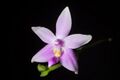 Phalaenopsis mentawaiensis ‘-1' O.Gruss, Orchidee (Hamburg) 65- 238 (2014) (24706145877).jpg