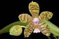 Phalaenopsis reichenbachiana.jpg
