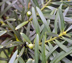 Podocarpus sprucei - Flickr - Dick Culbert.jpg