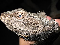 Bearded dragon lizard close-up.