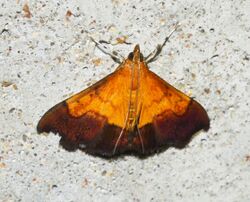 Pyrausta bicoloralis - Bicolored Pyrausta Moth (15016086126).jpg