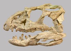 Revueltosaurus-Skull.jpg