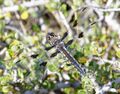 SKIMMER, HOARY (libellula nodisticta) fem, cerro alto north ridge -5 (2579113944).jpg