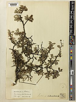 Salix clathrata.jpg