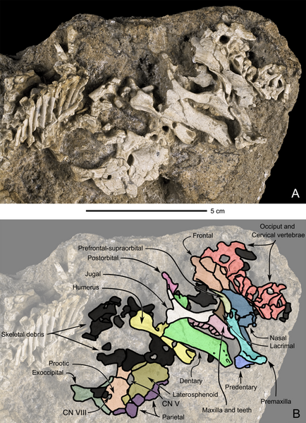 File:Saurolophus MPC-D 100 764 skull.png