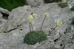 Saxifraga crustata PID1127-1.jpg