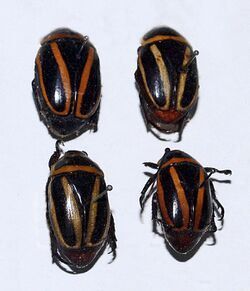 Scarabaeidae - Macraspis cincta.JPG