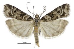 Scoparia s.l. tetracycla male.jpg