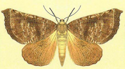 Scotorythra megalophylla-Fauna Hawaiiensis1899 flipped.png