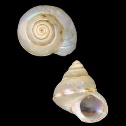 Seashell Cantharidus nolfi.jpg
