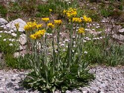 Senecio scorzonella 8.jpg