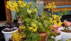 Senecio tamoides flower.jpg