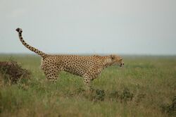 Serengeti, Tanzania (2340877287).jpg