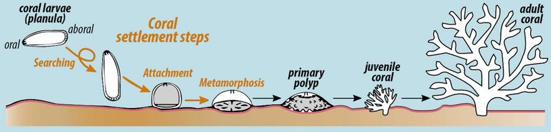 File:Settlement and early life stages of scleractinian corals.png