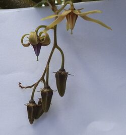 Solanum melissarum, flower, buds, dec 2012, WC.jpg