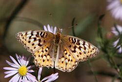 Speyeria edwardsii.jpg