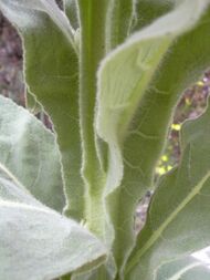 A series of leaves is seen wrapping down the length of a stem. The leaves have thick veining and both they and the stem have a woolly appearance from the hair covering them.