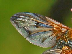 Tachinidae - Ectophasia crassipennis-2.JPG