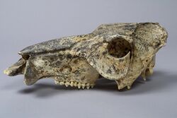 The Childrens Museum of Indianapolis - Pleistocene Flat-headed Peccary Skull.jpg